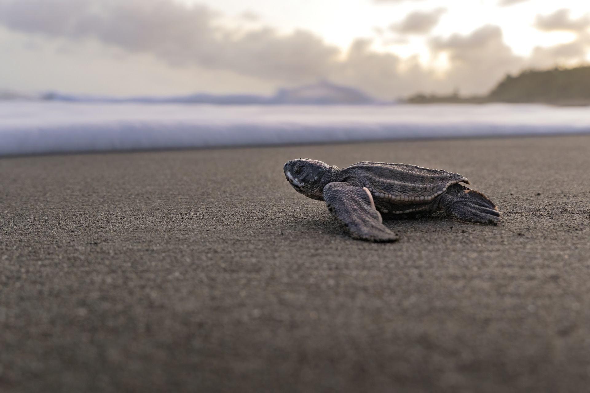 海龟在沙滩上向大海走去